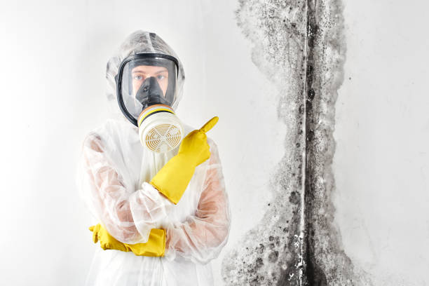 Why You Should Choose Our Mold Remediation Services in Harrington, DE